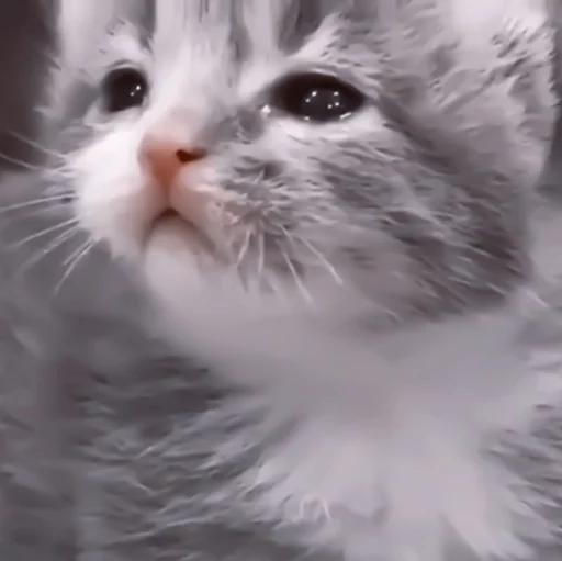 млекопитающее животное кошка