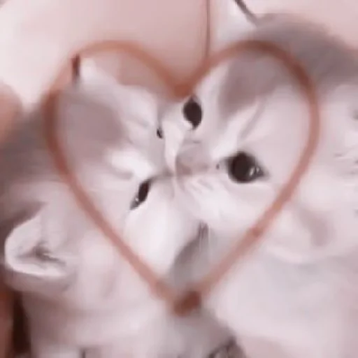 кошка кошки малого и среднего размера домашняя кошка