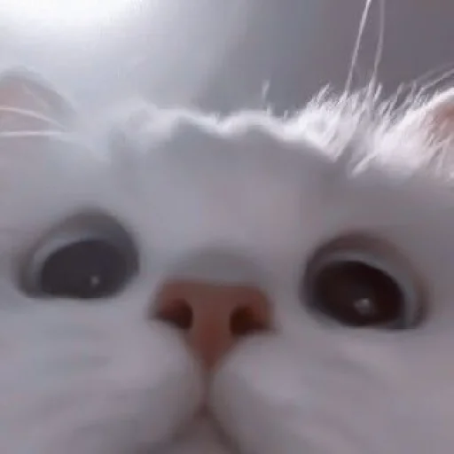 млекопитающее животное кошка