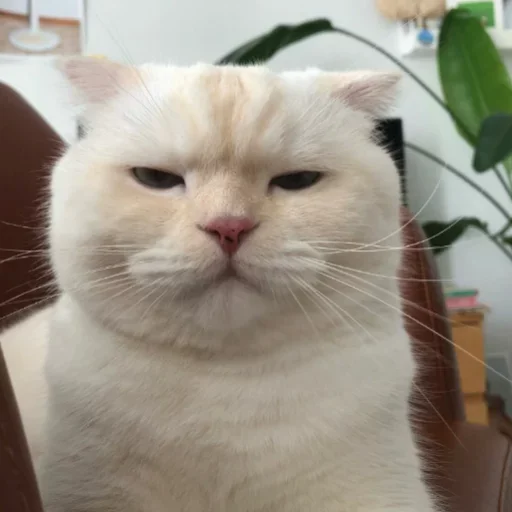 Стикер my idiotics cat - 5