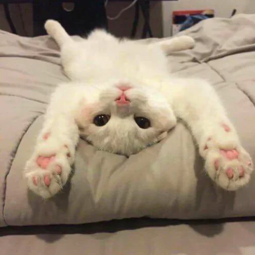 Sticker myidioticscat - 1