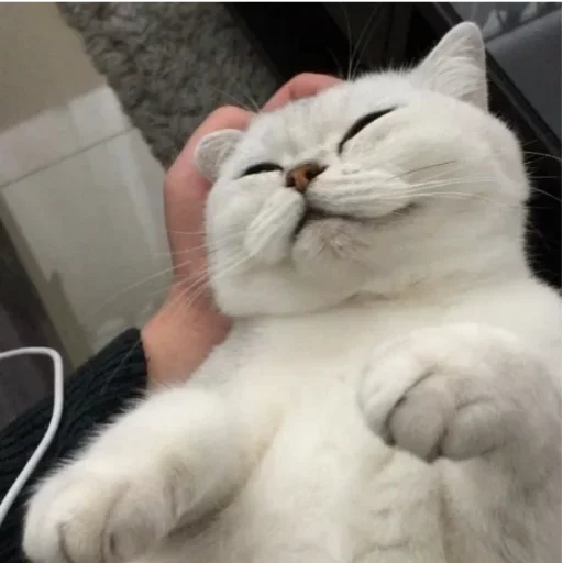 Sticker myidioticscat - 1