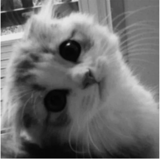 Стикер my idiotics cat - 1