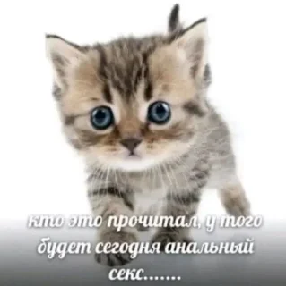 Sticker мужики сосатб - 11