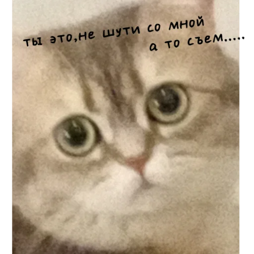 Sticker mylittlecat06 - 1