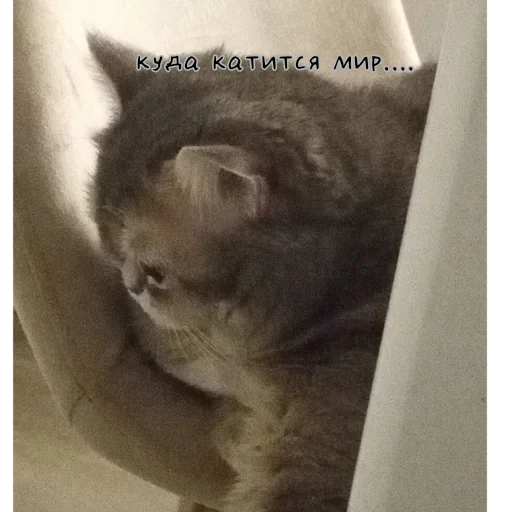 Sticker mylittlecat06 - 1