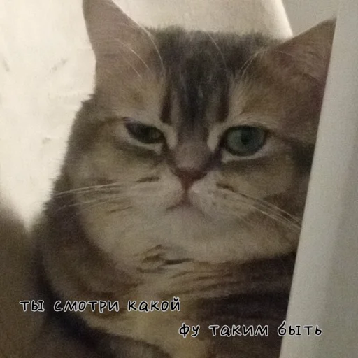 Sticker mylittlecat06 - 1