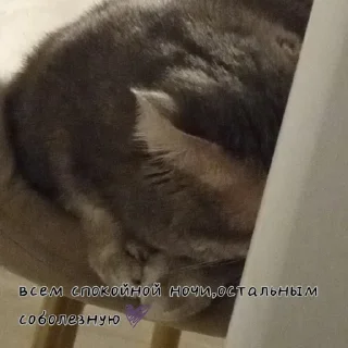 Sticker Шейлочка💗 - 2