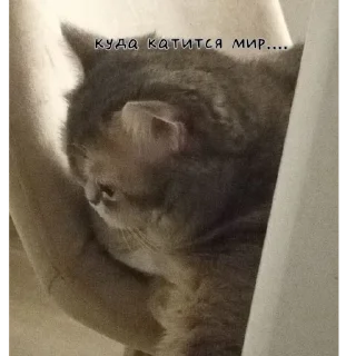 Sticker Шейлочка💗 - 3