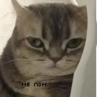 Sticker Шейлочка💗 - 0