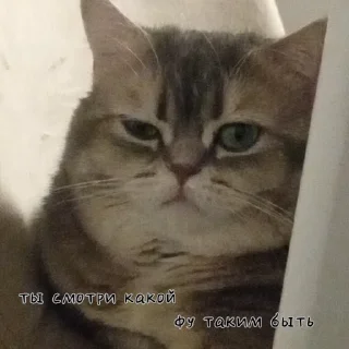 Sticker Шейлочка💗 - 1