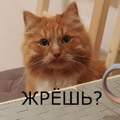 small to medium-sized cats cat domestic cat