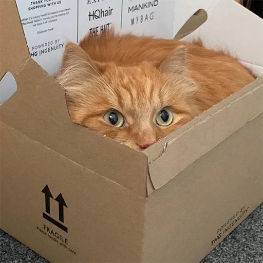 cat cardboard carton