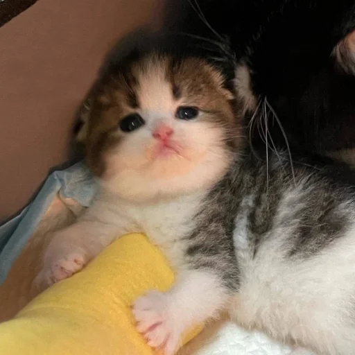 Sticker myluvf0ru - 1