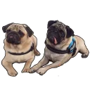 Стикер mypugs - 8