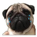 Стикер mypugs - 9