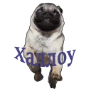 Стикер mypugs - 6