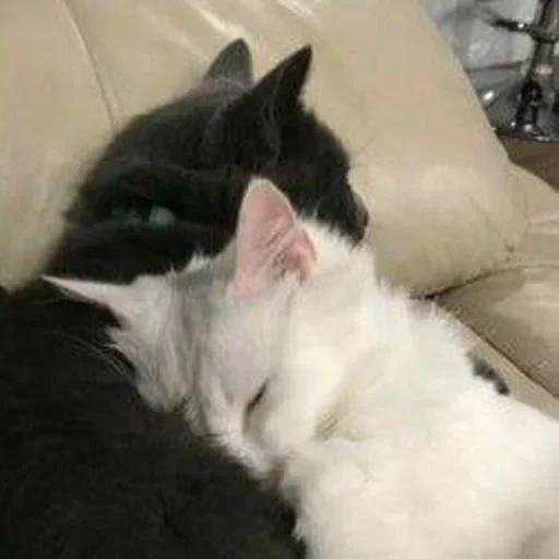 mammal small to medium-sized cats animal