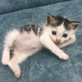 Sticker kotiki 🍅 - 7