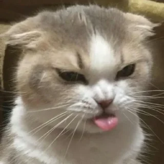 Sticker kotiki 🍅 - 4