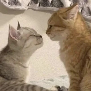 Sticker kotiki 🍅 - 5