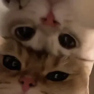 Sticker kotiki 🍅 - 2