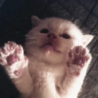 Sticker kotiki 🍅 - 3