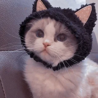 Sticker kotiki 🍅 - 6