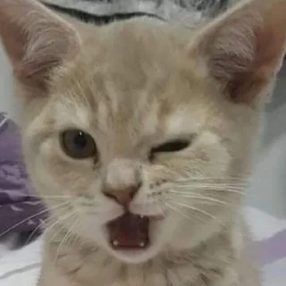 Sticker kotiki 🍅 - 9