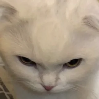 Sticker kotiki 🍅 - 0