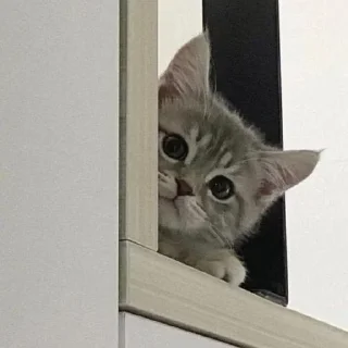 Sticker kotiki 🍅 - 10