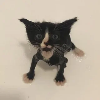 Sticker kotiki 🍅 - 1