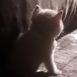 Sticker kotiki 🍅 - 11