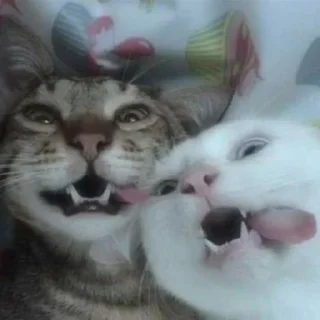 Sticker kotiki 🍅 - 8