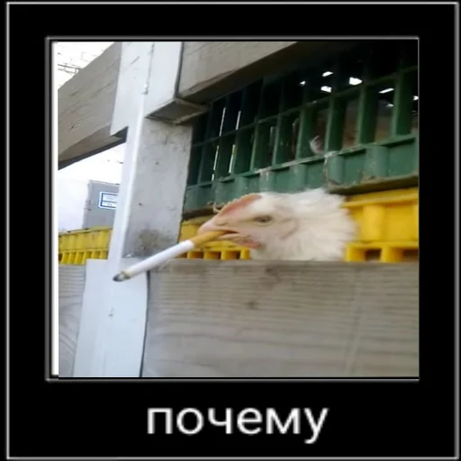 Стикер myschizophrenia - 1