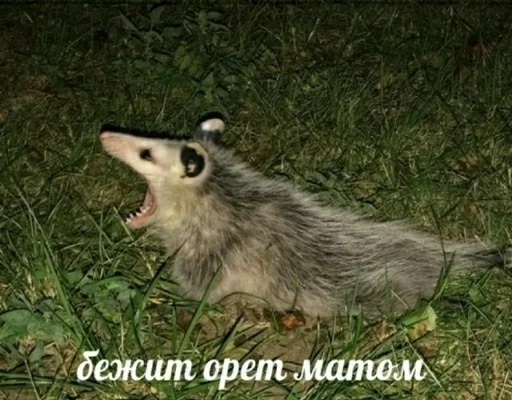 Стикер myschizophrenia - 1