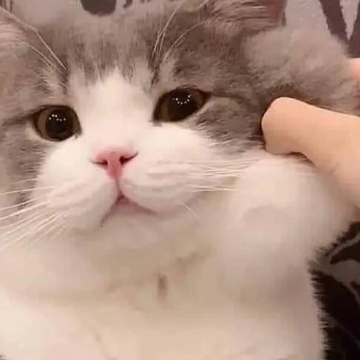 Стикер mystikerosik - 1