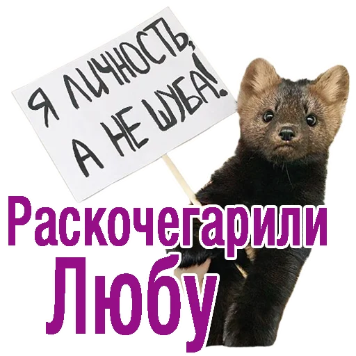 СМС медведь кошка