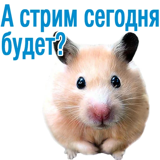 животное млекопитающее мышь