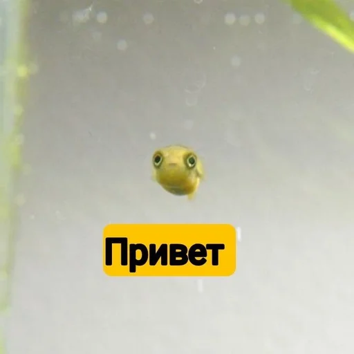 aquarium animal invertebrate