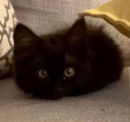 mammal domestic cat animal