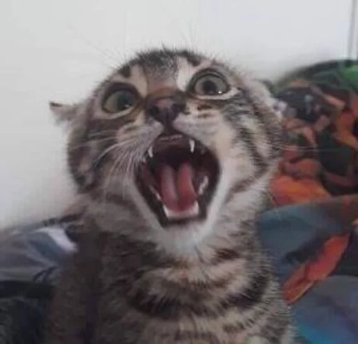 animal mammal felidae