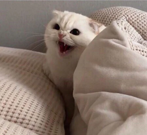 indoor small to medium-sized cats mammal