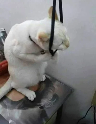 indoor animal small to medium-sized cats