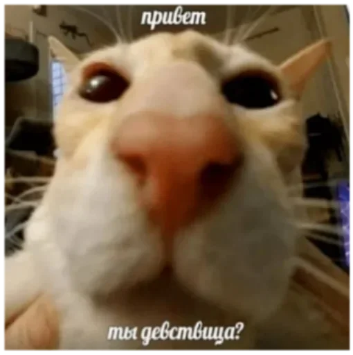 Стикер nEsSlOfcfqM_by_stickers_stealer_bot - 1