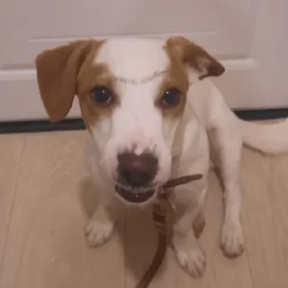 Sticker SASONCHIK @Femoji - 3