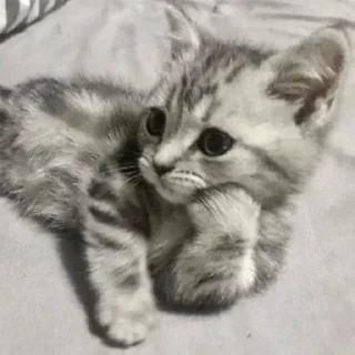 Sticker Больше стикеров: @sticerru - 3