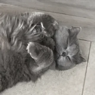 Sticker Больше стикеров: @sticerru - 2