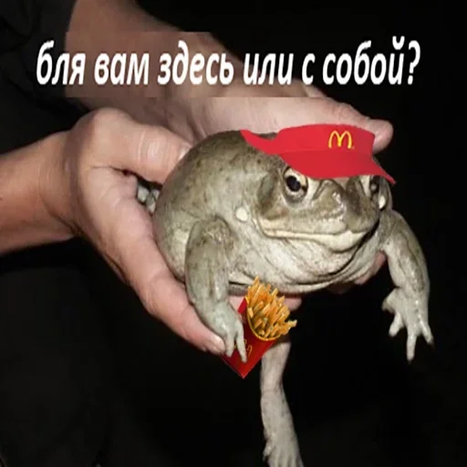 frog amphibian true frog