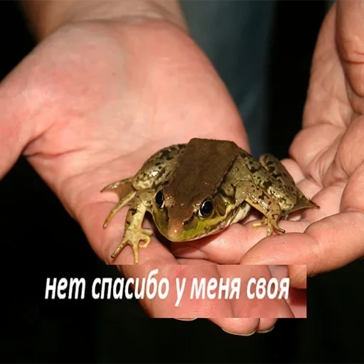 frog amphibian true frog